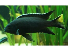 PSEUDOTROPHEUS ACEI BLACK 4-5