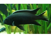 PSEUDOTROPHEUS ACEI BLACK 4-5