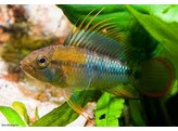 APISTOGRAMMA BAENSCHI-INCA XL