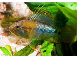 APISTOGRAMMA BAENSCHI-INCA male XL