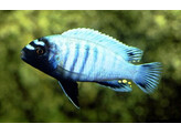 PSEUDOTROPHEUS POLIT 5 5-7