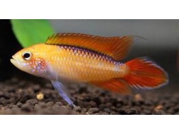 APISTOGRAMMA AGASSIZII FIRE RED L