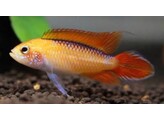 APISTOGRAMMA AGASSIZII FIRE RED L
