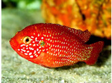 HEMICHROMIS GUTTATUS 5-7