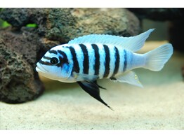 METRIACLIMA ZEBRA CHILUMBA MAISON REEF 5-6