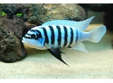 METRIACLIMA ZEBRA CHILUMBA MAISON REEF 5-6