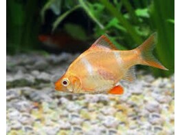 BARBUS/PUNTIUS TETRAZONA GOLD 3