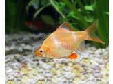 BARBUS/PUNTIUS TETRAZONA GOLD 3