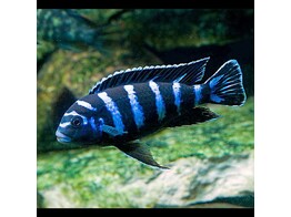 PSEUDOTROPHEUS DEMASONI 7-8