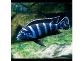 PSEUDOTROPHEUS DEMASONI 7-8