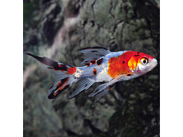 Carassius auratus Shubunkin 7-10