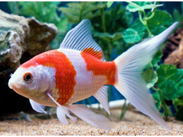 Carassius auratus Sarasa 7-10