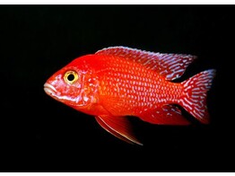 Aulonocara sp. Fire Red SHOW 10-11