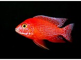 Aulonocara sp. Fire Red SHOW 10-11