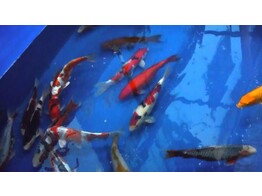 Koi Premium A-Grade Handpick Europe 12-15