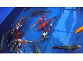 Koi Premium A-Grade Handpick Europe 12-15