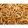 Meelwormen / Vers de farine Meelwormen potje 50g