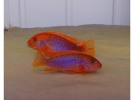 IODOTROPHEUS SPRENGERAE RED 4-5