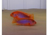 IODOTROPHEUS SPRENGERAE RED 4-5