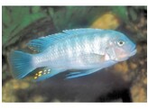 PSEUDOTROPHEUS ZEBRA RED   BLUE 4-5