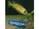 PSEUDOTROPHEUS CAMELEO 10-11