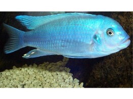 PSEUDOTROPHEUS ZEBRA COBALT 4
