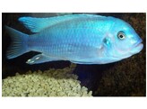 PSEUDOTROPHEUS ZEBRA COBALT 4