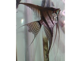 PTEROPHYLLUM SCALARE AMAZON L. FIN 3-3 5