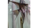PTEROPHYLLUM SCALARE AMAZON L. FIN 3-3 5