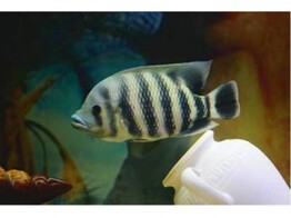 TILAPIA BUTTIKOFERI 6 5-7 5