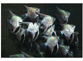 PTEROPHYLLUM SCALARE MAP. 4-5