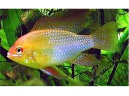 MIKROGEOPHAGUS RAMIREZI GOLD  3 5-4  L