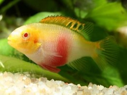 PELVICACHROMIS PULCHER ALBINOO RED 4-5