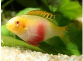 PELVICACHROMIS PULCHER ALBINOO RED 4-5