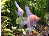 PTEROPHYLLUM PERU ALTUM ALBINO 4-5