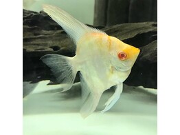 PTEROPHYLLUM SCALARE GOLD HEAD ALBINO 4-5