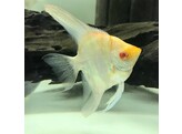 PTEROPHYLLUM SCALARE GOLD HEAD ALBINO 4-5
