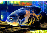 ASTRONOTUS OCELLATUS 10-12