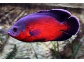 ASTRONOTUS OCELLATUS RED 15-18