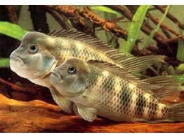 STEATOCRANUS CASUARIUS 3