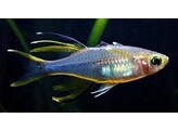 TELMATHERINA/MAROSATHERINA LADIGESI 3-4