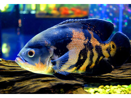 ASTRONOTUS OCELLATUS XL