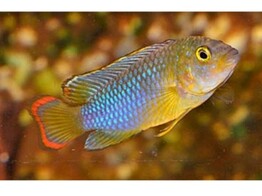 APISTOGRAMMA NIJSSENI 2-2 5