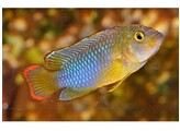 APISTOGRAMMA NIJSSENI 2-2 5