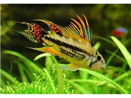 APISTOGRAMMA CACATUOIDES 2-2 5