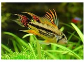 APISTOGRAMMA CACATUOIDES 2-2 5