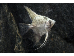 PTEROPHYLLUM SCALARE CALIFORNIA 2 5