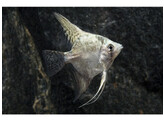 PTEROPHYLLUM SCALARE CALIFORNIA 2 5