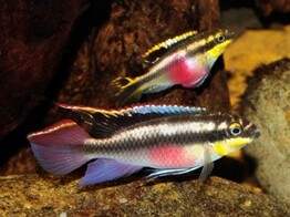 PELVICACHROMIS PULCHER XL