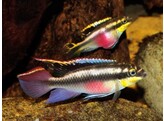 PELVICACHROMIS PULCHER XL